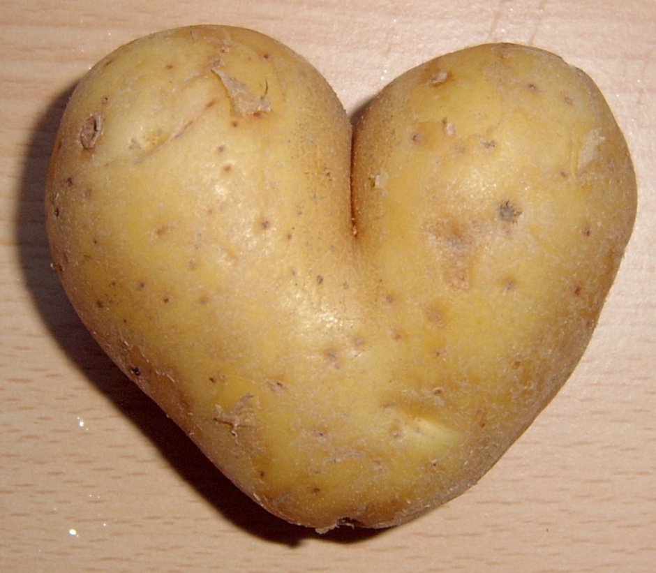 Potato+_51b21d8335ddd6076a9f2e651ccabad8