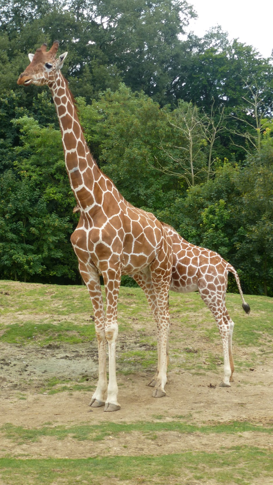 Four legs good, six legs better