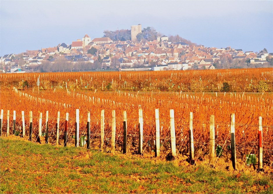 Sancerre in the vines